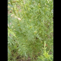 Resedacees - Reseda Alba L (regions mediteraneennes)(02)